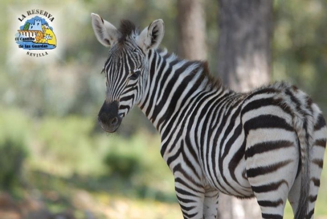  Una zebra